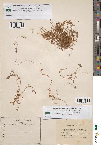 spécimen de Montia rivularis