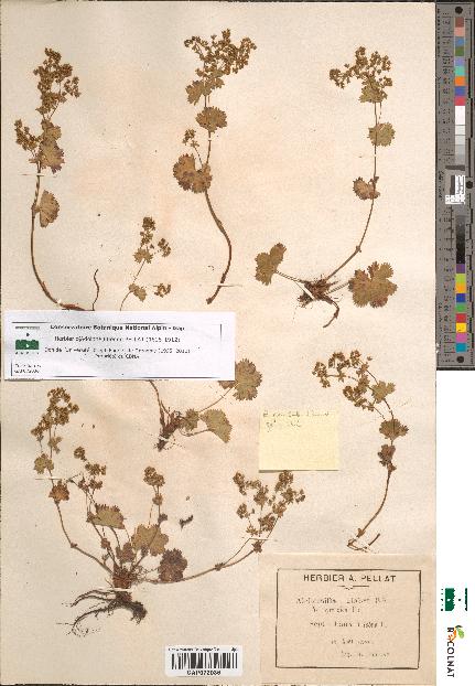 spécimen de Alchemilla glabra