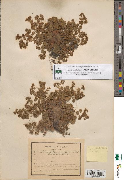 spécimen de Alchemilla glabra