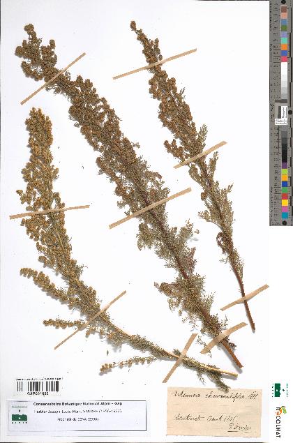 spécimen de Artemisia chamaemelifolia