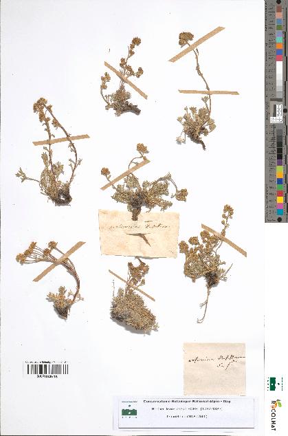 spécimen de Artemisia mutellina