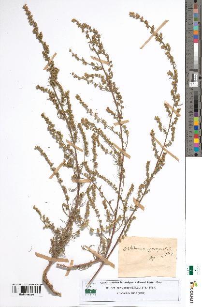 spécimen de Artemisia campestris