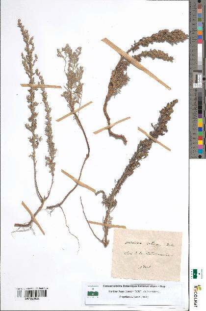 spécimen de Artemisia gallica