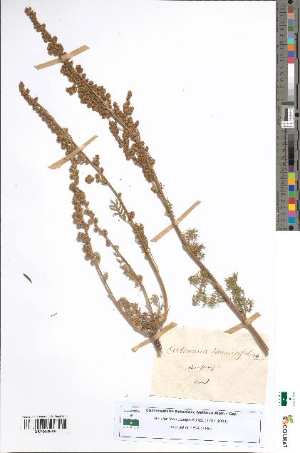 spécimen de Artemisia tanacetifolia