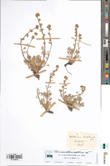 spécimen de Artemisia mutellina