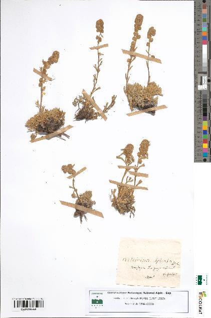 spécimen de Artemisia spicata