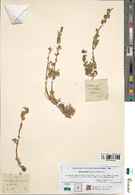 spécimen de Artemisia tanacetifolia