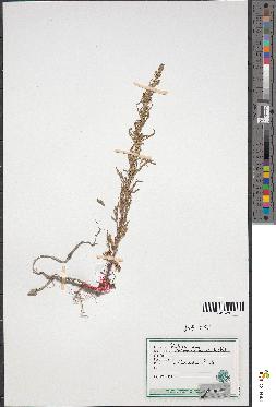 spécimen de Artemisia sp.