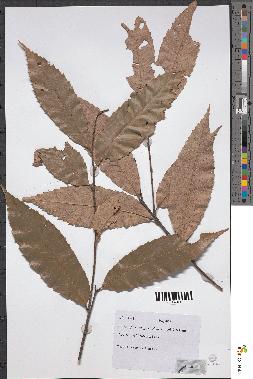 spécimen de Castanopsis sp.
