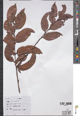 spécimen de Castanopsis sp.