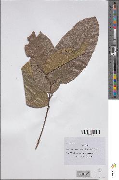 spécimen de Castanopsis sp.
