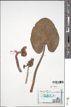 spécimen de Nuphar sp.