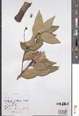 spécimen de Cinnamomum sp.