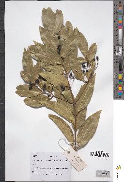 spécimen de Cinnamomum sp.