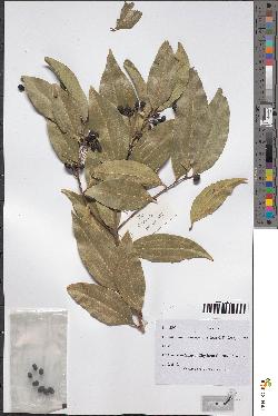 spécimen de Cinnamomum sp.