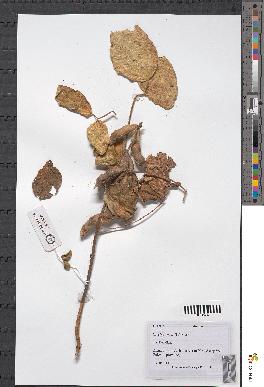 spécimen de Glycine sp.