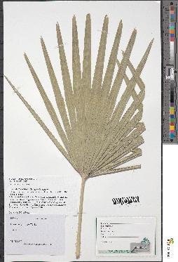 spécimen de Chamaerops sp.