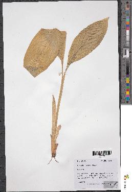 spécimen de Curcuma sp.
