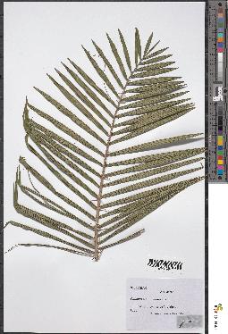 spécimen de Calamus sp.