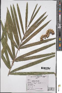 spécimen de Calamus sp.