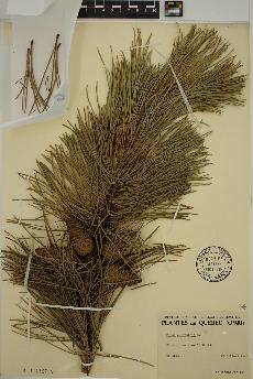 spécimen de Pinus sylvestris