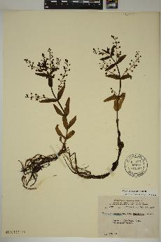 spécimen de Veronica catenata
