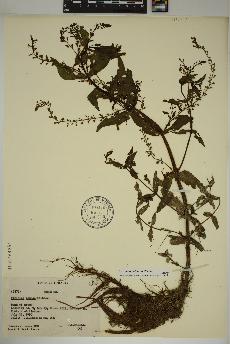 spécimen de Veronica catenata