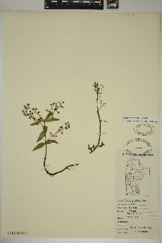 spécimen de Veronica catenata