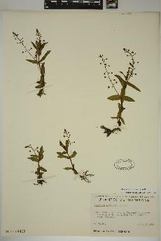 spécimen de Veronica catenata