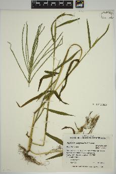 spécimen de Digitaria sanguinalis