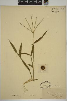 spécimen de Panicum sanguinale