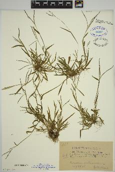 spécimen de Digitaria ischaemum