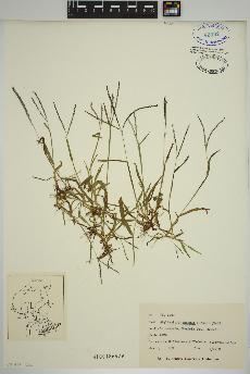 spécimen de Digitaria ischaemum