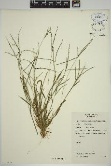 spécimen de Digitaria ischaemum