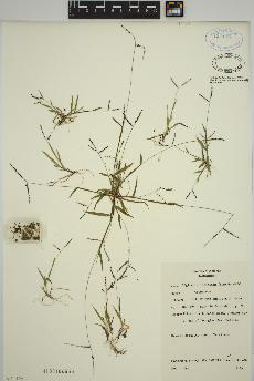 spécimen de Digitaria ischaemum
