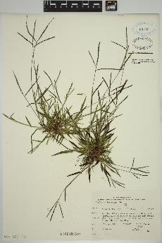 spécimen de Digitaria ischaemum