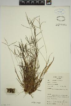 spécimen de Digitaria ischaemum