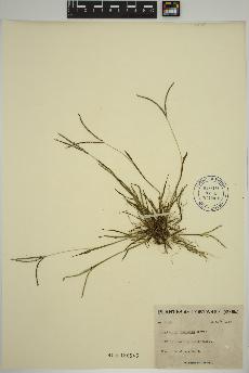 spécimen de Digitaria ischaemum