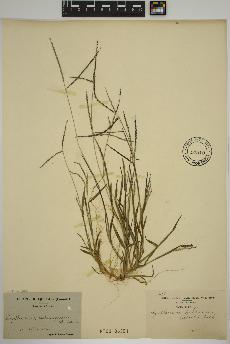 spécimen de Digitaria ischaemum