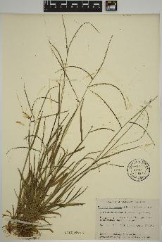 spécimen de Digitaria ischaemum