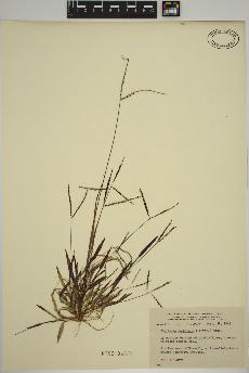 spécimen de Digitaria ischaemum