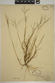 spécimen de Digitaria ischaemum