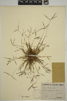 spécimen de Digitaria ischaemum