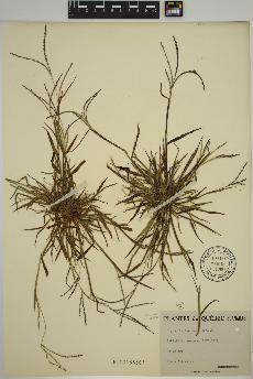 spécimen de Digitaria ischaemum