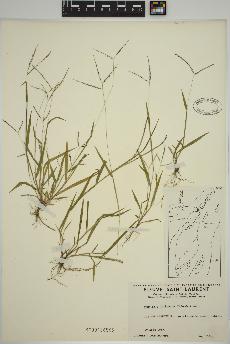 spécimen de Digitaria ischaemum