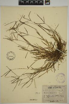 spécimen de Digitaria ischaemum