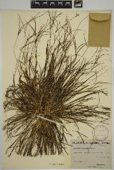spécimen de Digitaria ischaemum