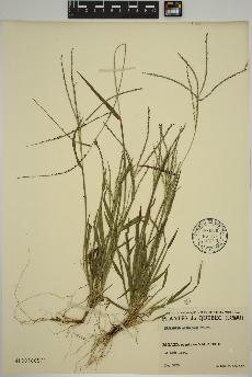 spécimen de Digitaria ischaemum