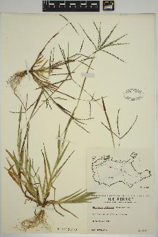 spécimen de Digitaria ischaemum