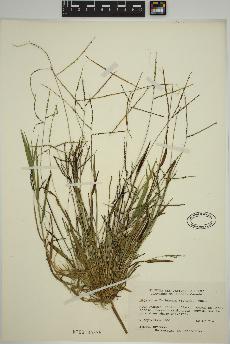 spécimen de Digitaria ischaemum